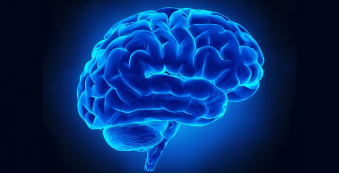 Neuroscienze: nuove scoperte sulle basi neurali della lettura